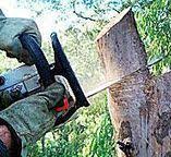 Best Leaf Removal  in Camn, DE