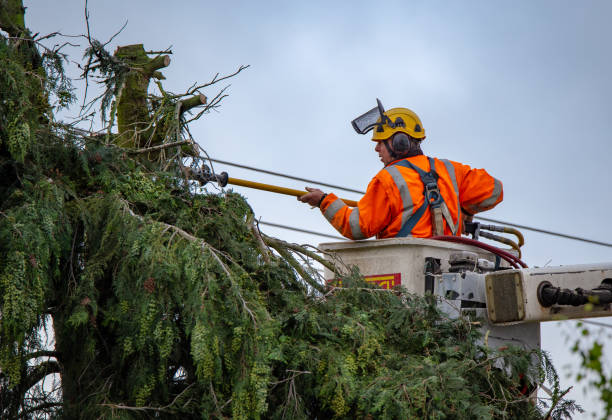 Best Tree Maintenance Programs  in Camn, DE