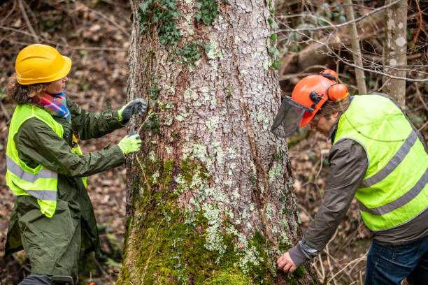 Best Tree Preservation Services  in Camn, DE