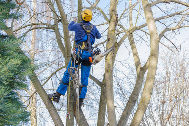 How Our Tree Care Process Works  in  Camden, DE