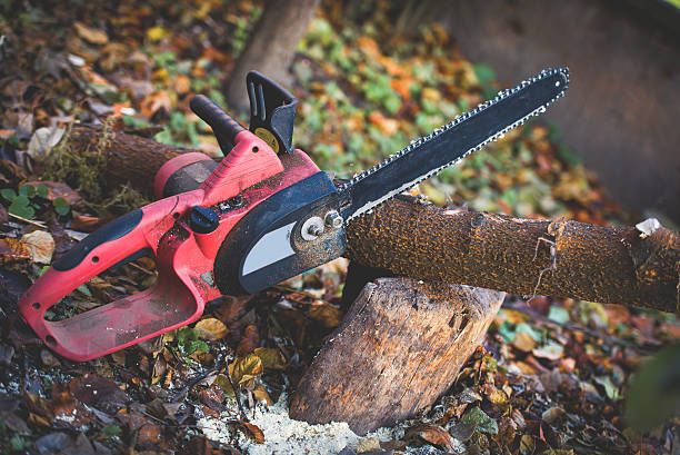 Best Tree Cabling and Bracing  in Camn, DE