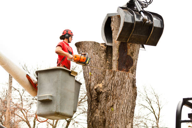 Best Palm Tree Trimming  in Camn, DE