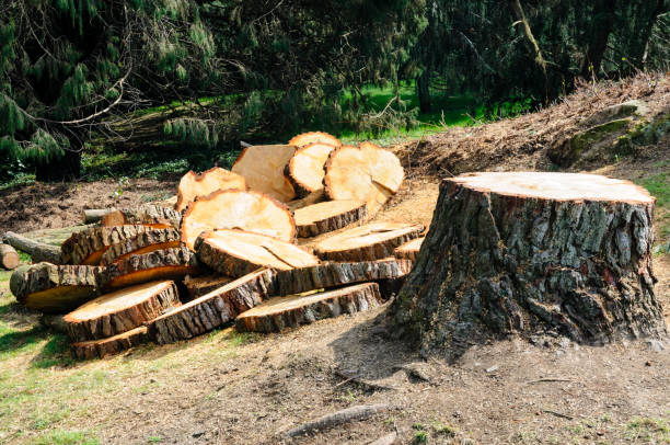 Trusted Camden, DE Tree Care Experts